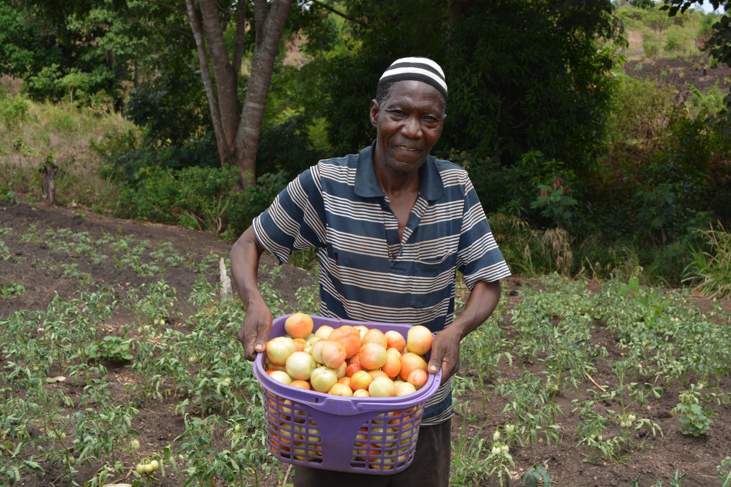 Farmer holding up a basket of apples that he grew and will use to sell, boosting local economies